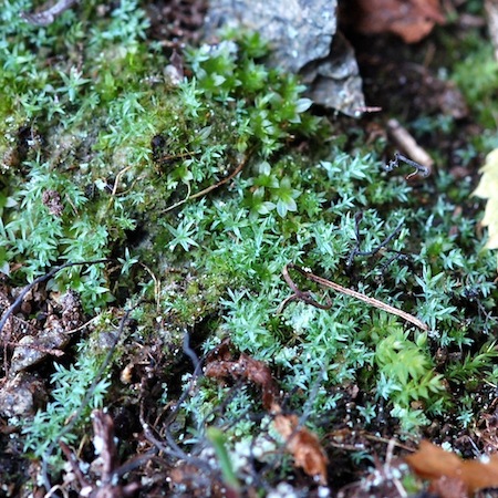 saelania glaucescens