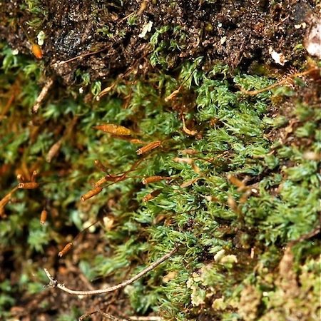 saelania glaucescens