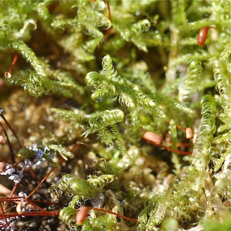 sanionia uncinata
