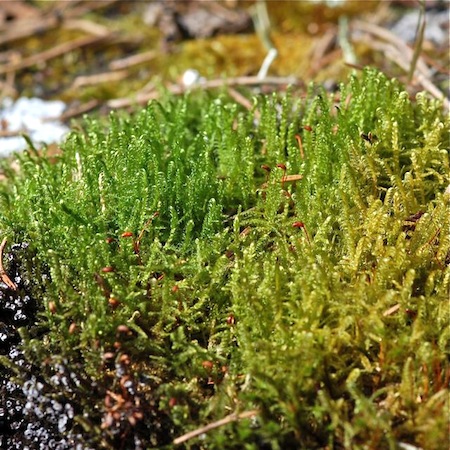 sanionia uncinata