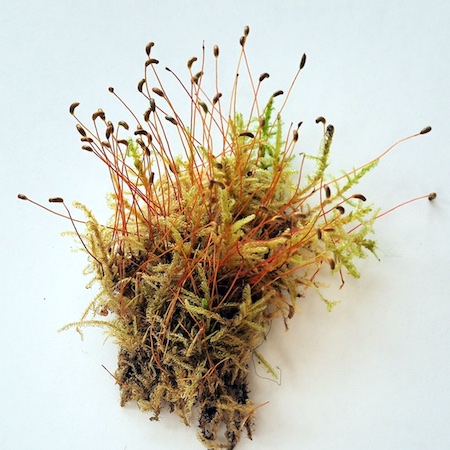 Sanionia uncinata