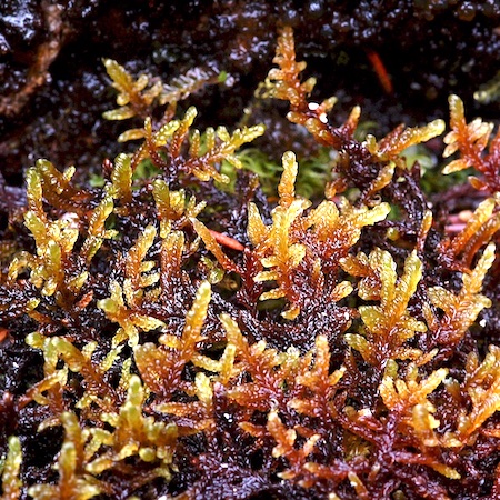 Sanionia uncinata