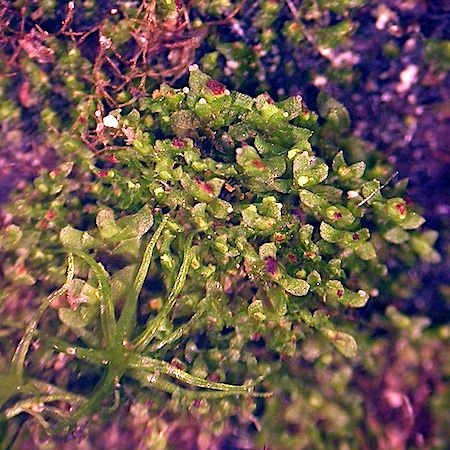 Scapania apiculata