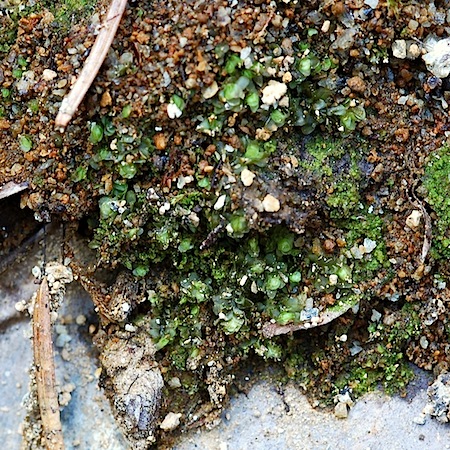 scapania lingulata