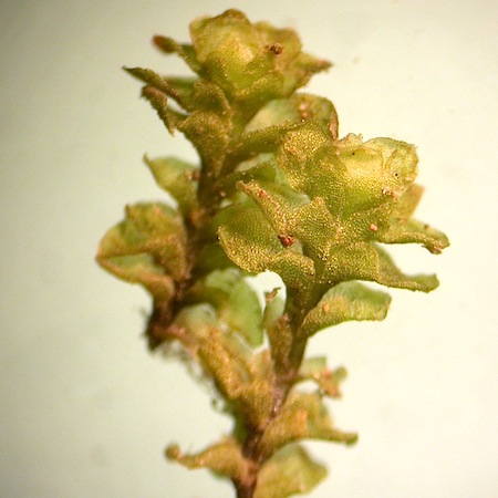 scapania lingulata