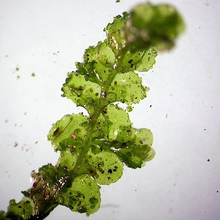 scapania lingulata