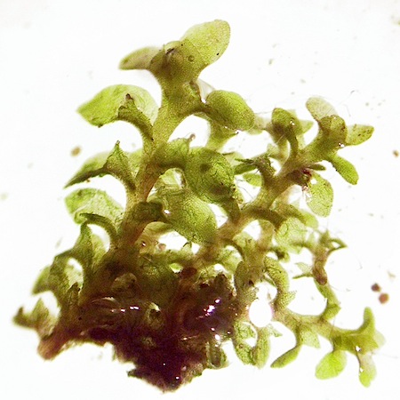 scapania mucronata