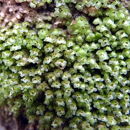 scapania nemorea
