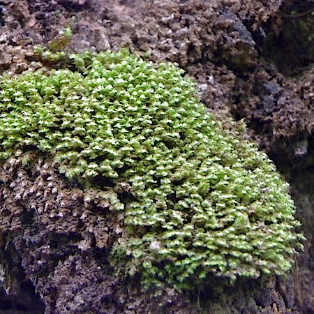 scapania nemorea