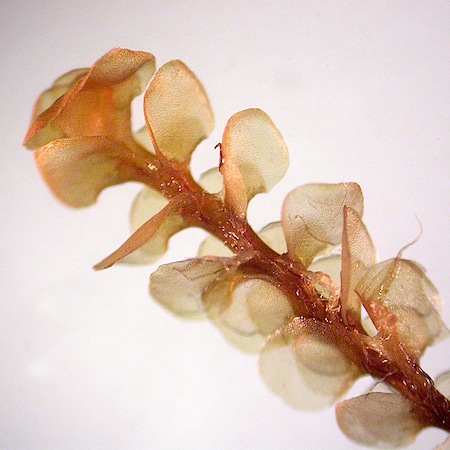 scapania paludicola
