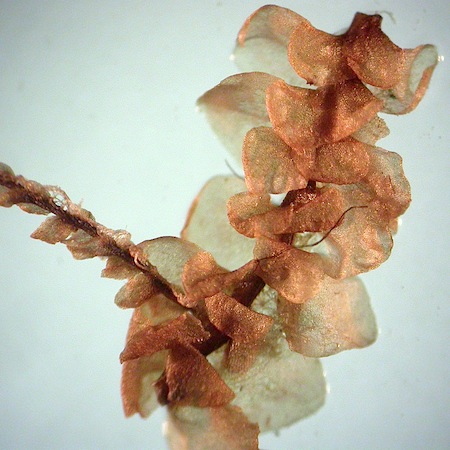 scapania paludicola