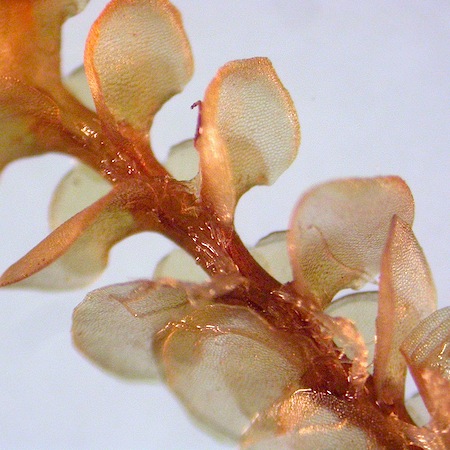 scapania paludicola