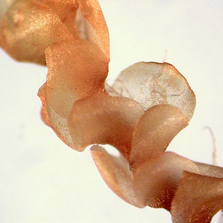 scapania paludicola