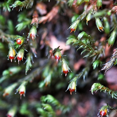 schistidium apocarpum