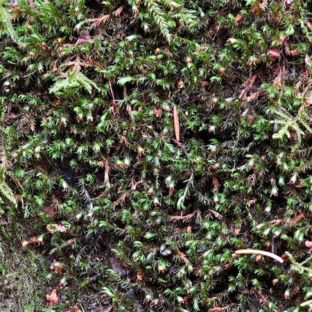 schistidium apocarpum