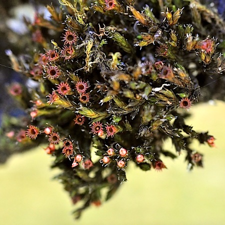 schistidium apocarpum