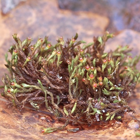 schistidium papillosum