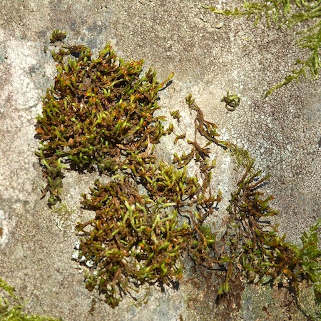 schistidium papillosum