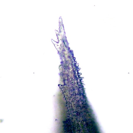 schistidium papillosum