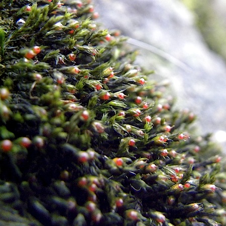 Schistidium rivulare