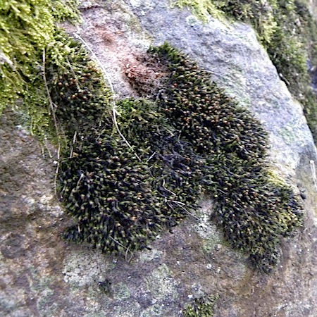 schistidium rivulare