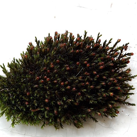 schistidium rivulare