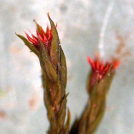 Schistidium rivulare