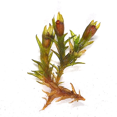 schistidium apocarpum