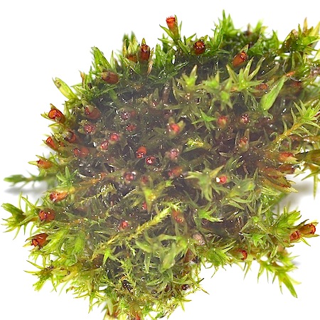 schistidium apocarpum