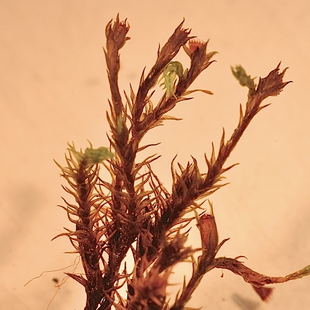 Schistidium trichodon