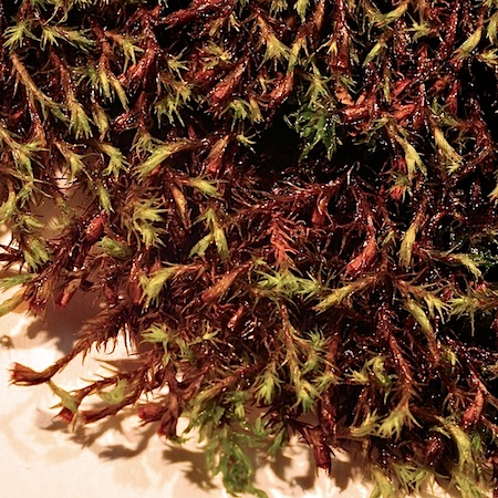 Schistidium trichodon