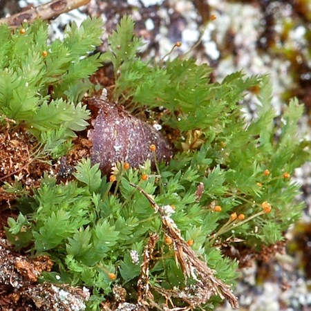 Schistostega pennata