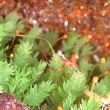 Schistostega pennata