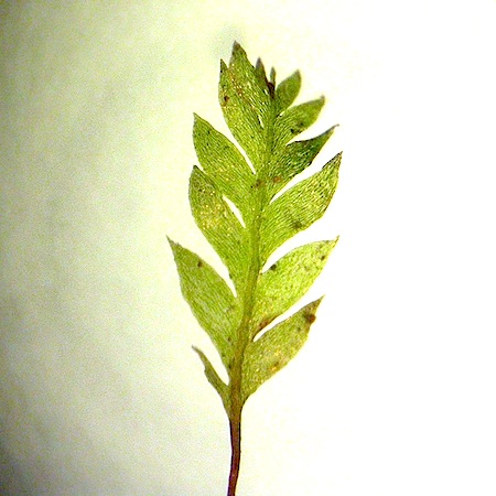 Schistostega pennata