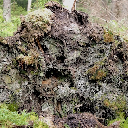 Schistostega pennata