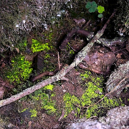 Schistostega pennata