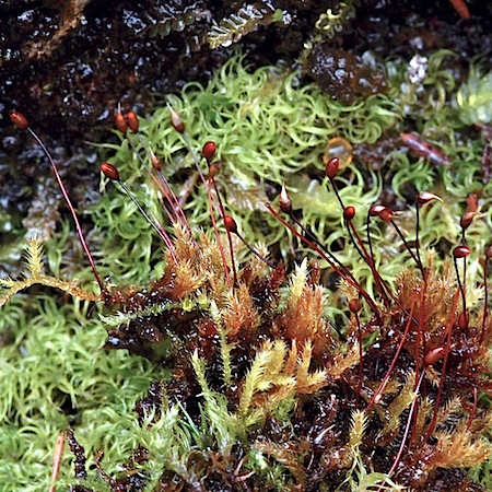 sciuro-hypnum plumosum