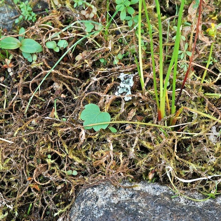 sciuro-hypnum plumosum