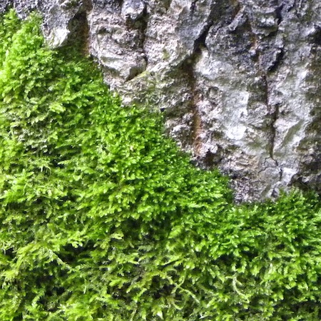 sciuro-hypnum populeum