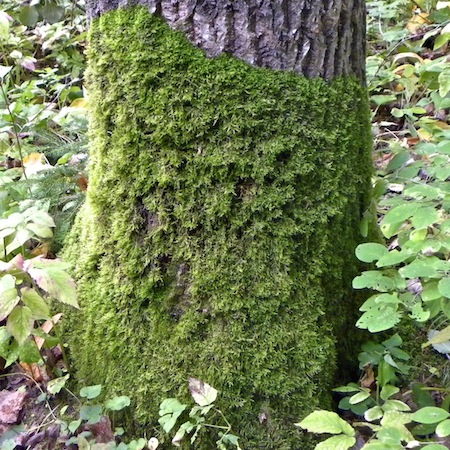 sciuro-hypnum populeum