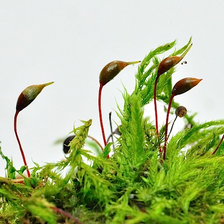 sciuro-hypnum populeum