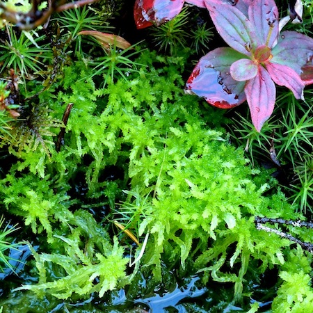 Sphagnum aongstroemii