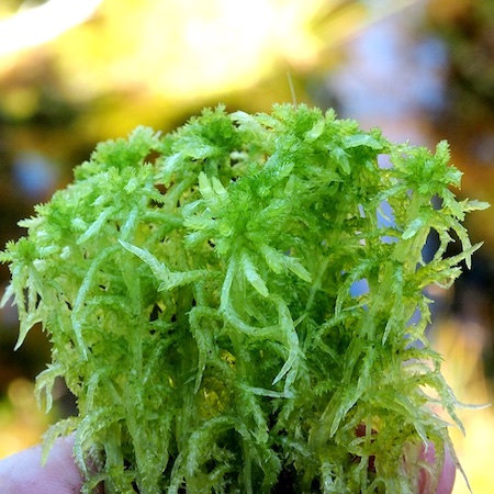 Sphagnum aongstroemii