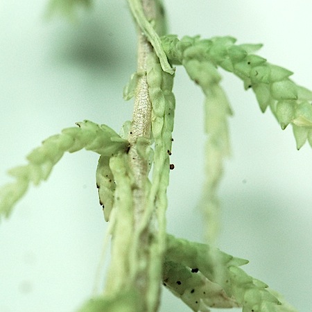 sphagnum aongstroemii
