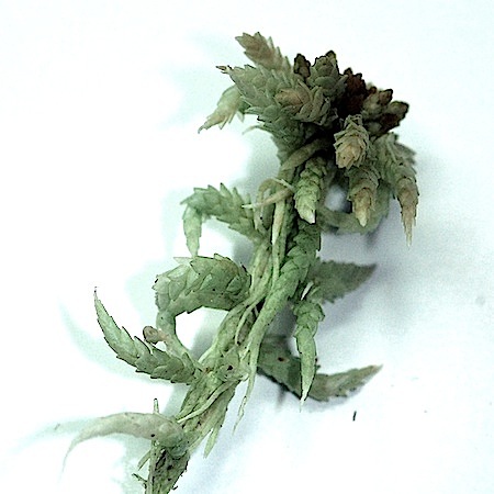sphagnum aongstroemii