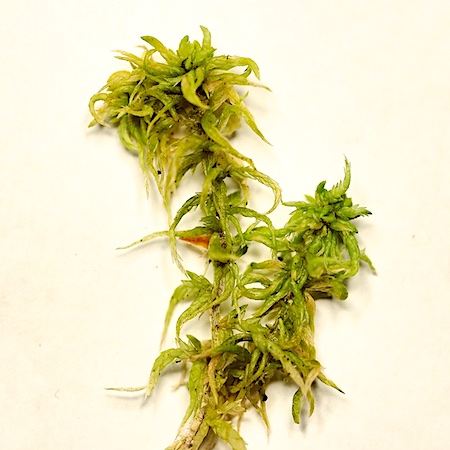 Sphagnum auriculatum