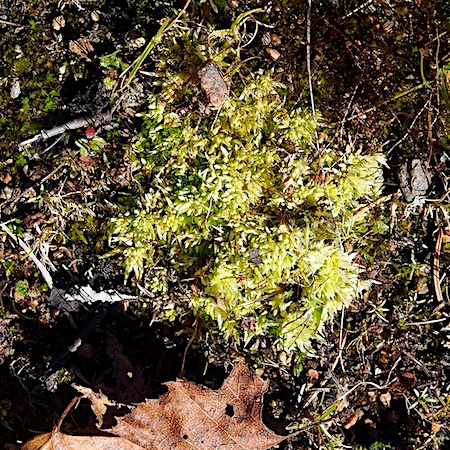 Sphagnum auriculatum