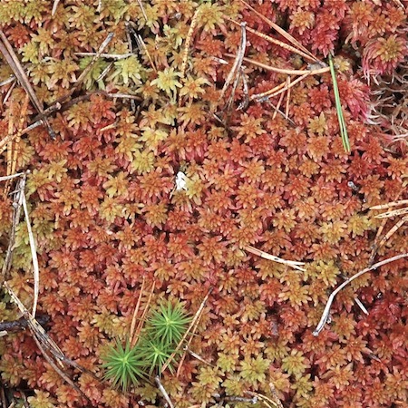 sphagnum capillifolium