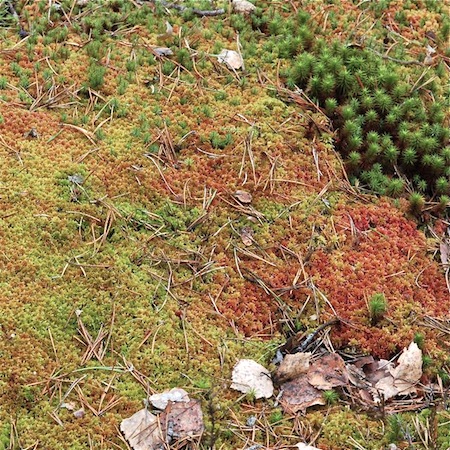sphagnum capillifolium