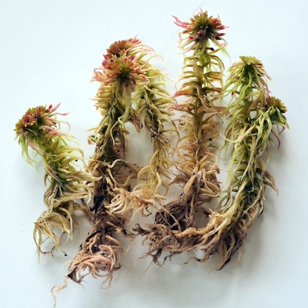 Sphagnum capillifolium